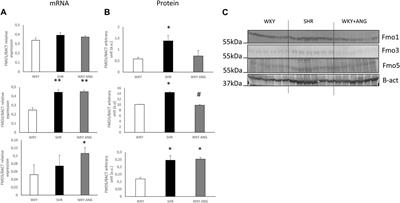 Spontaneously hypertensive rats exhibit increased liver flavin monooxygenase expression and elevated plasma TMAO levels compared to normotensive and Ang II-dependent hypertensive rats
